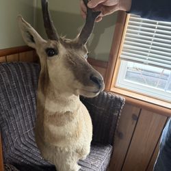 Antelope Taxidermy 