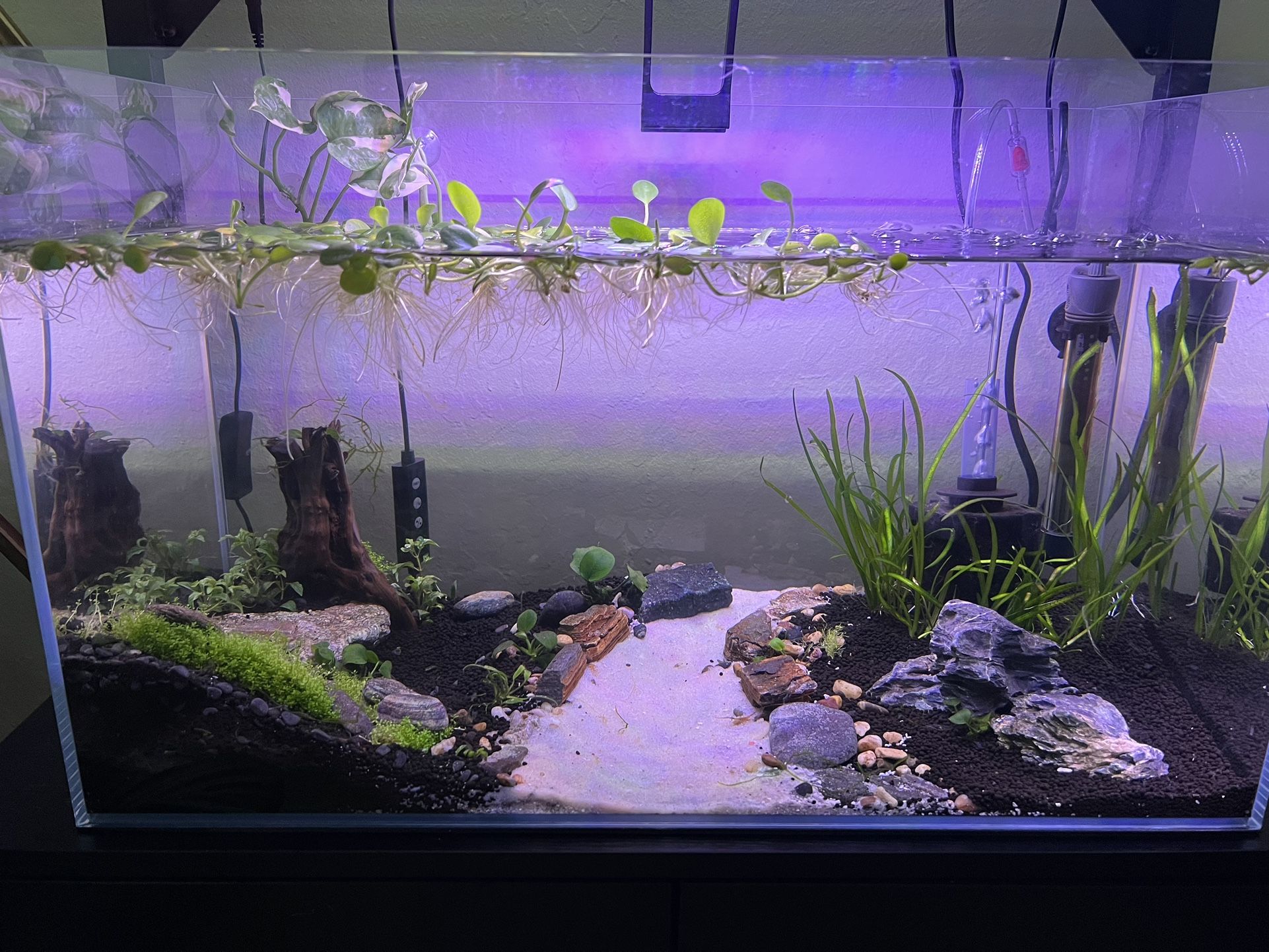 Shrimp Tank