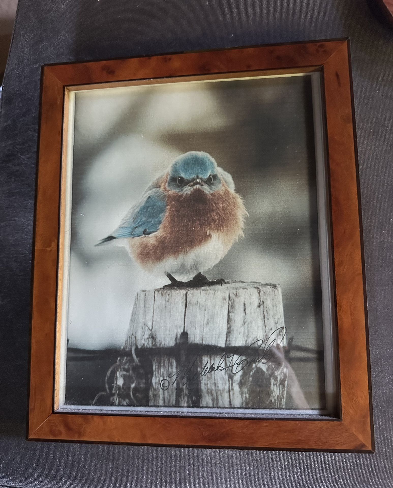 Signed Michael L Smith “Mad Bluebird” Photo