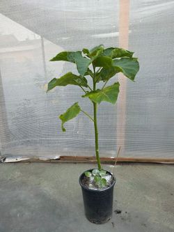Arbol De Tomate