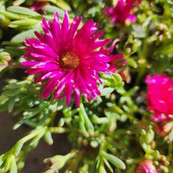  Ice Plants magenta or pink color