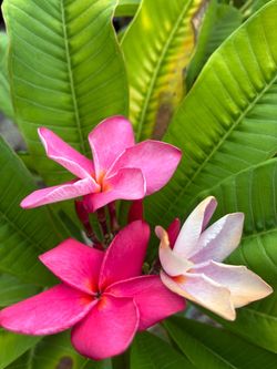 Large Mature Evalani Plumeria with blooms. 5ft tall