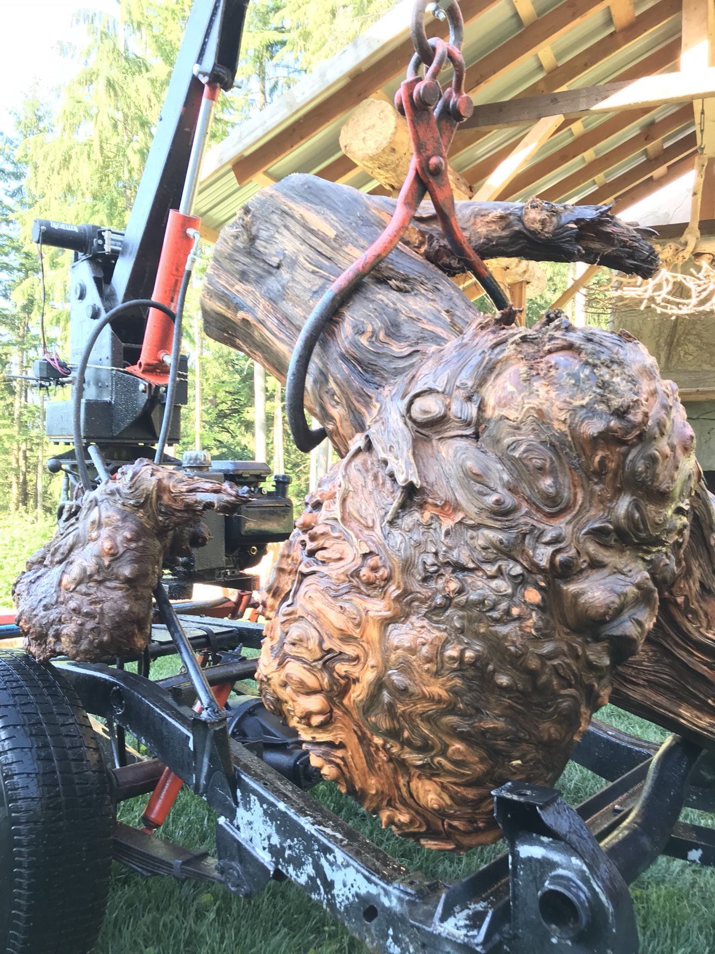 Burl old growth wood for Sale in Monroe, WA OfferUp