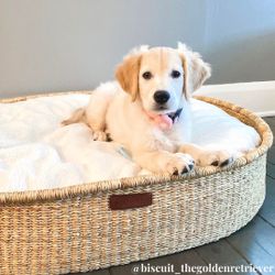 Design Dua Brothers Dog Bed