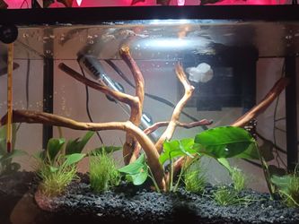 Fish Tank Build