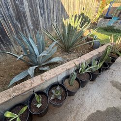 Meet Your "Tóxica" – The Plants That Thrive on Neglect