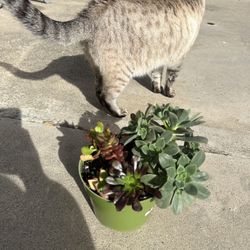 Swee Succulent Combo 