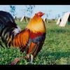 Rooster