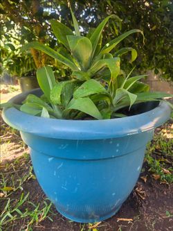 Foxtail Agave Plant