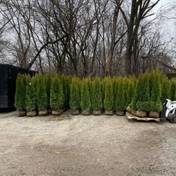 Privacy Tree Sale FREE DELIVERY! Emerald Green & Green Giants 