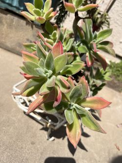 succulents plant