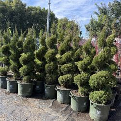 Green Spiral Junipers 