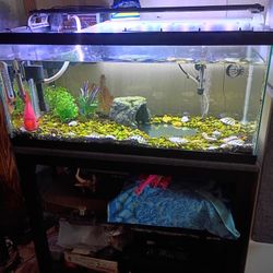 40 Gallon Fresh Water Aquarium 