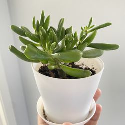 Crassula Ovata Gollum, Hobbit Jade, Ogre Ears, or Shrek's Ears plant