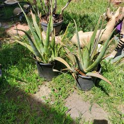 Big Olivera plant $20 each or $30 for 2
