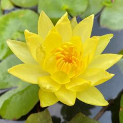 Yellow Water Lily Plant For Ponds, Aquarium Or Fish Tank