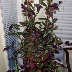 Tradescantia Zebrina Purple Plant