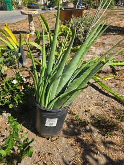 Plants for sale