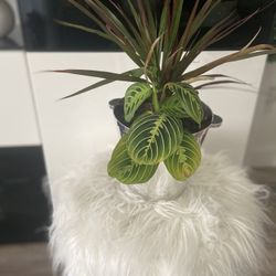 Housplant 2 Plants In Silver Planter