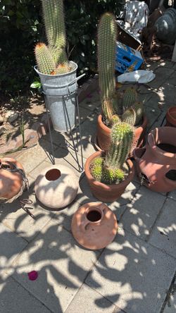 Set of plants