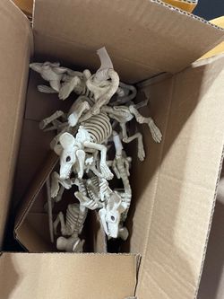 Pack of 6 skeletons rat brand new