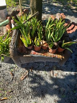 rotted Aloe 7 for $10.00