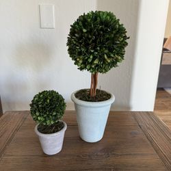 Smith & Hawkin Matching Topiary Trees 