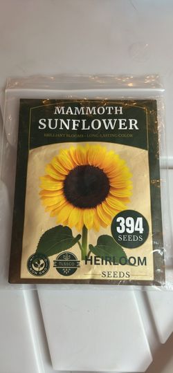 Sunflower Mammoth Heirloom Seeds 394 Count
