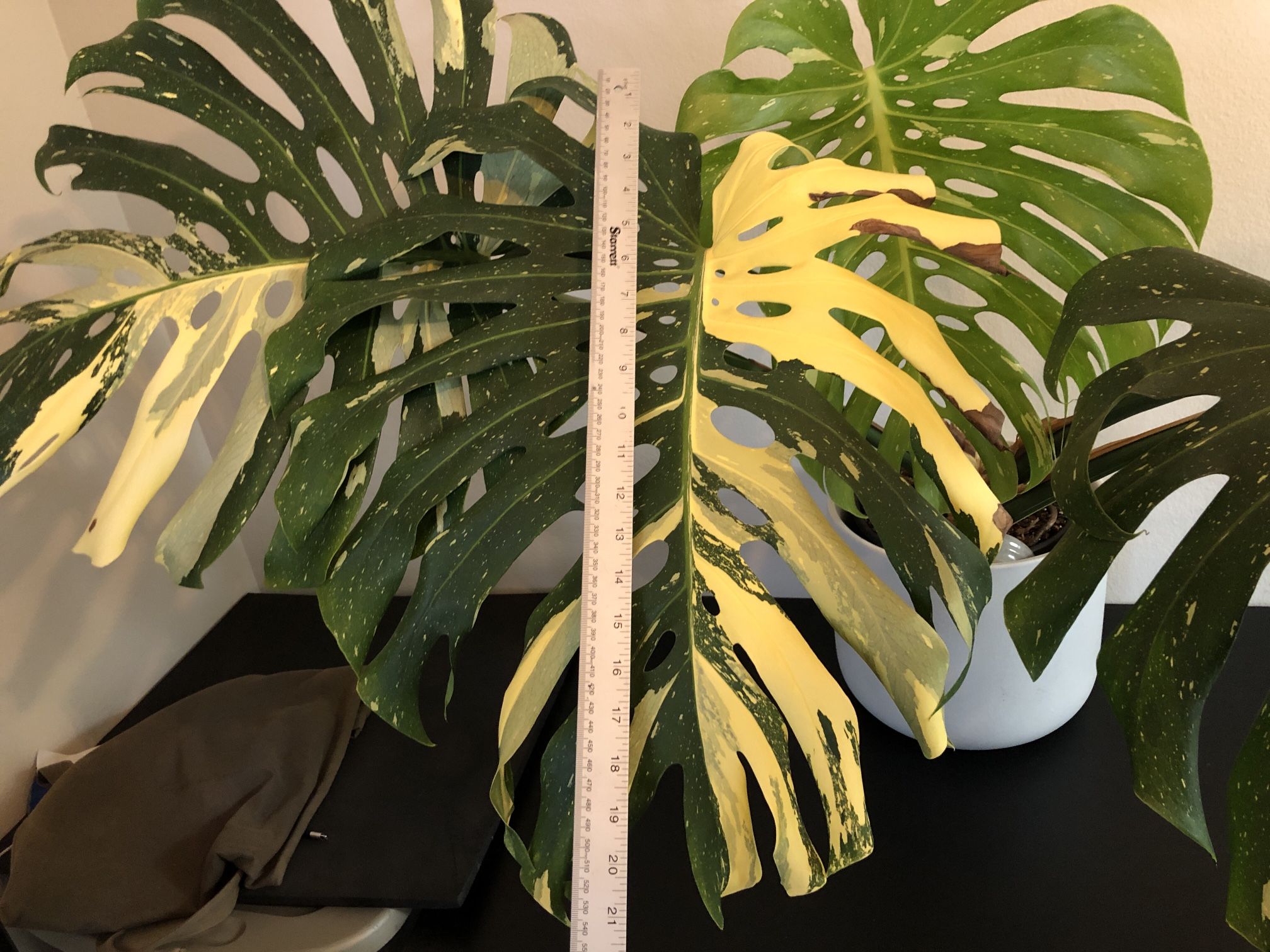 GIANT Mature Thai Constellation Monstera