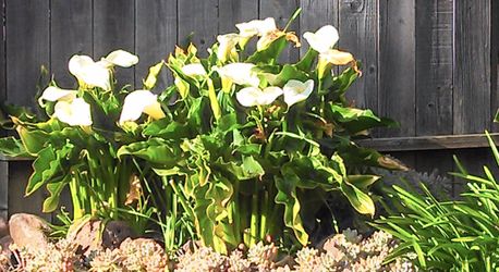 White Calla Lily Bulbs