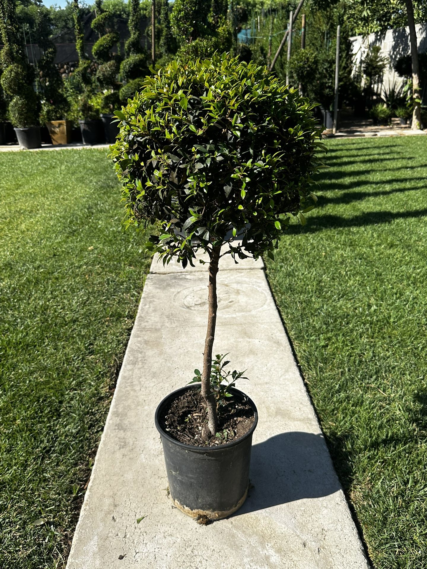 Topiary Tree