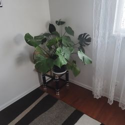 Monstera Deliciosa Plant - Swiss Cheese Split Leaf Philodendron Plant - Large Plant - Overall Height 24" to 28" - Tropical Plants of Florida 
