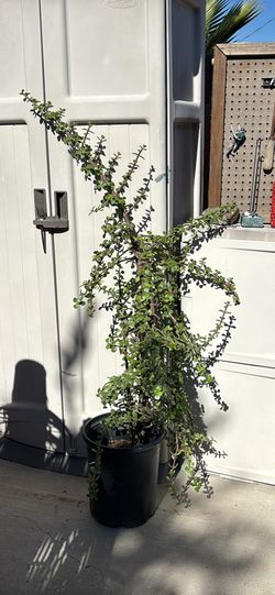 Green Grand Jade Plant - Portulacaria Grandiflora