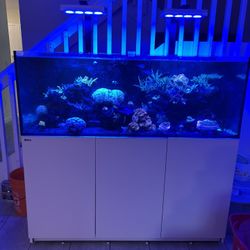 Fish Tank 