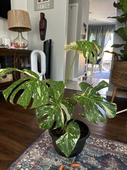 Monstera deliciosa 'Thai Constellation