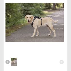 Pet Harness For Large Dog- Black