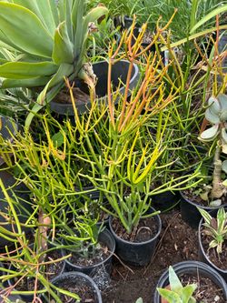Succulent plants