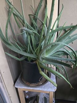 Aloe Vera. Organic Soil