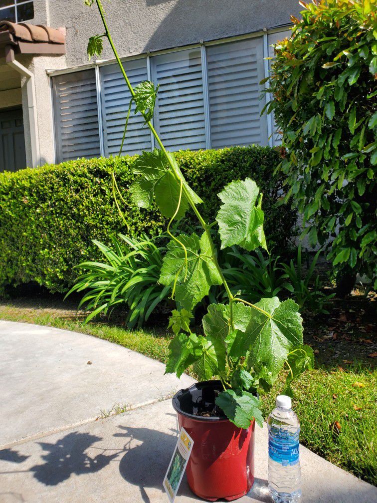 Grape Plant, Fun To Grow, House Plant
