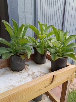 Plant Mala Madre was $8. Reduced to $7.00 very nice and big in Donna inside the city not far from old 83