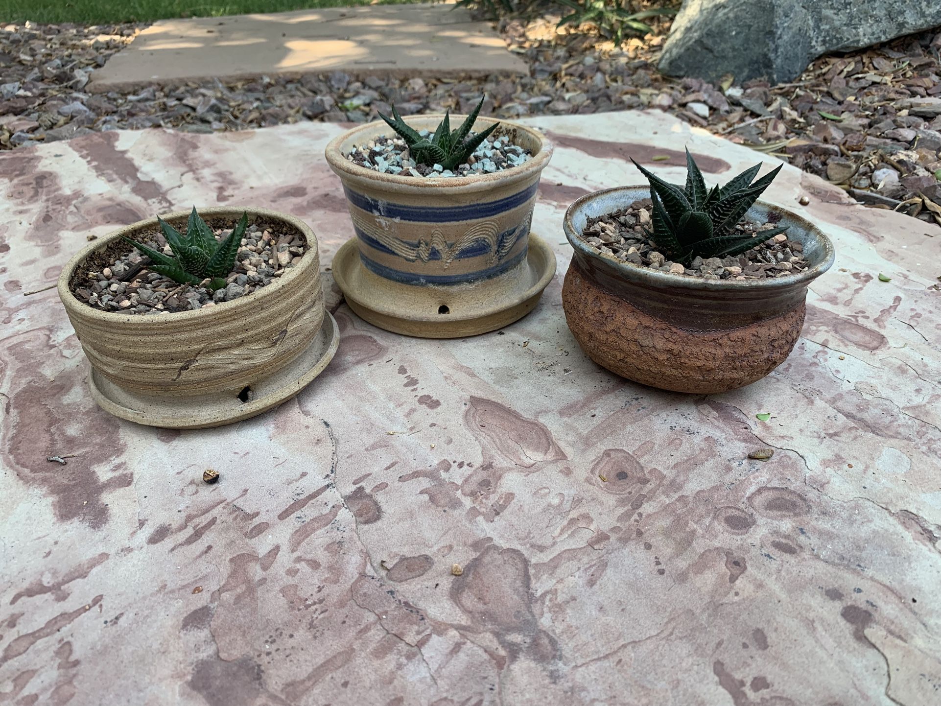 Haworthia aloe succulents in clay pots