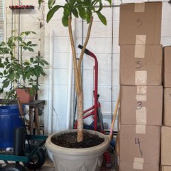 Plant Tree