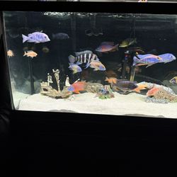 90 Gallon Fish Tank With Stand 