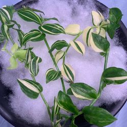 (3) Tradescantia Fluminensis Variegata Plant Cuttings