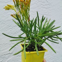 blooming Senecio barbetonicus - Lemon Bean Bush well tooted