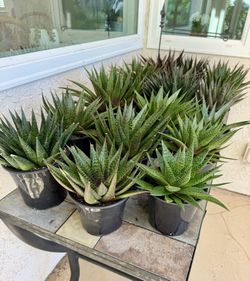 Gasteria Flow Succulent Plants