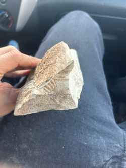 Large Natural Marine Fossil in Limestone – Found Near Pueblo, Colorado