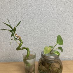 Plants for sale