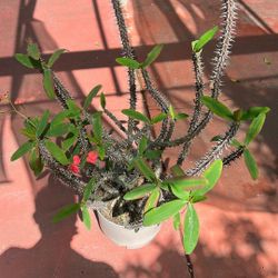 Crown Of Thorns (Euphorbia milii) Plant