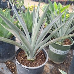 Agave Blue Tequila